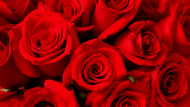 Classic Rose Melts