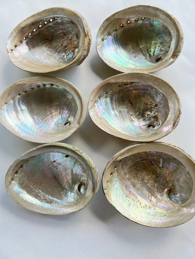 Abalone shell for Cleansing Rituals